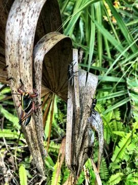 Grasshopper on a palm tree Stock Photos