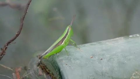A grasshopper perched on bottle Stock Footage 314608962