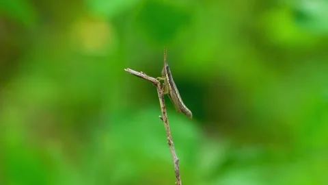 Grasshopper perched on dry stem Stock Footage 322725102
