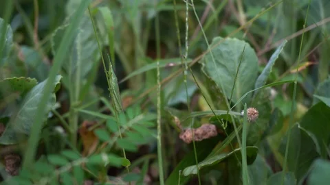 Grasshopper, perched on the grass. Stock Footage 124161309