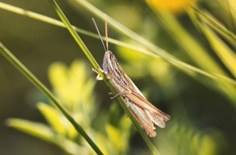 Grasshopper perched on a grass stem closeup Stock Photos