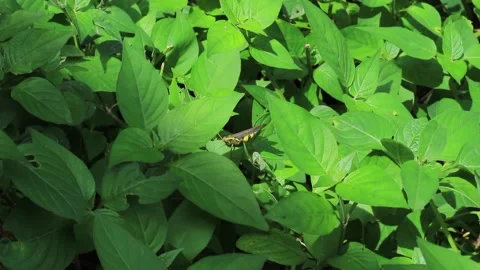 The grasshopper perched on the green grass Video stock 197642890