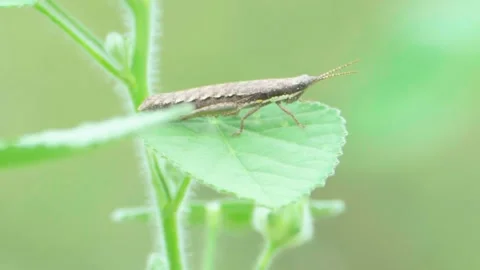 Grasshopper perched on green leaf Stock Footage 322725560