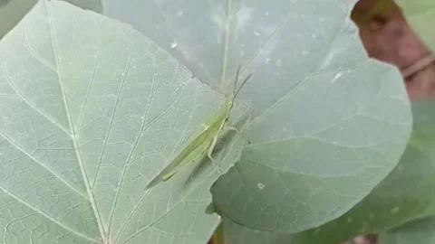 Grasshopper Perched On Green Leaf Outdoor Stock Footage 340201771