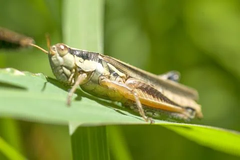 Grasshopper perched on a green leaf Stock Photos
