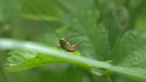 Grasshopper Perched on a Green Leaf in a Summer Meadow 4K Wildlife Footage Stock Footage 336977837