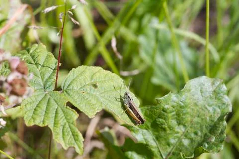 Grasshopper perched on a leaf close up Stock Photos