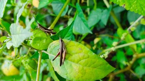 A grasshopper perched on a leaf in a garden environment. Stock Photos