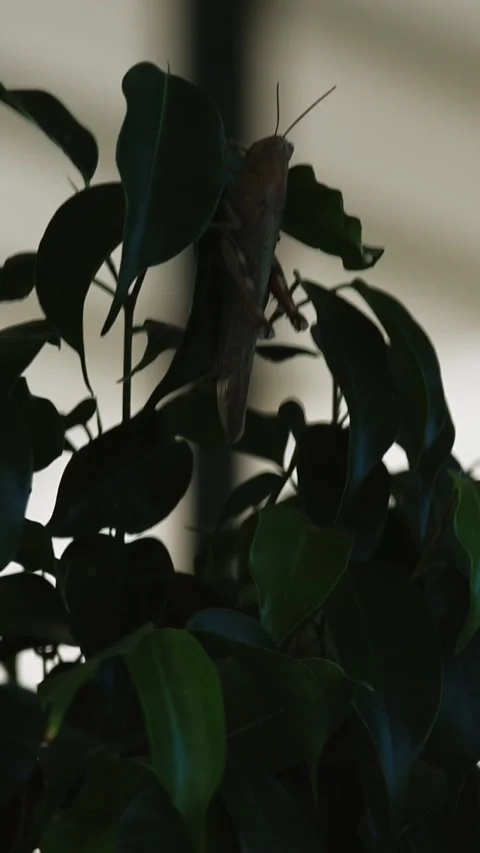 A grasshopper perched on a small plant stem on a green background. Stock Footage 251912874