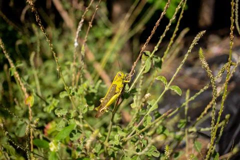 A grasshopper perched on a sprig Stock Photos