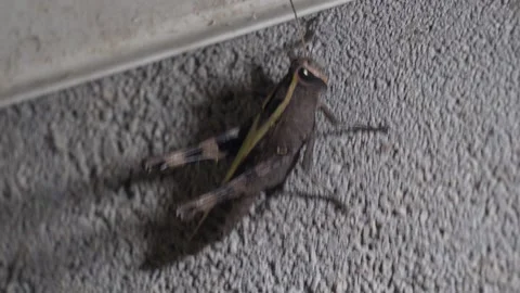 Grasshopper perched on wall Stock Footage 319935136