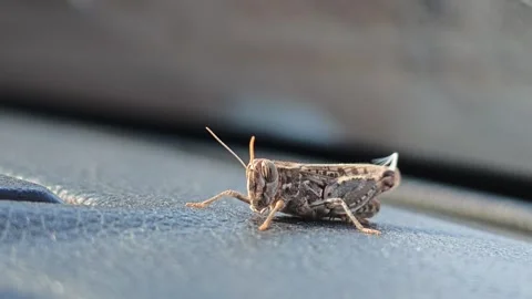 Grasshopper perches on car's textured surface under natural light Stock Footage 339545367