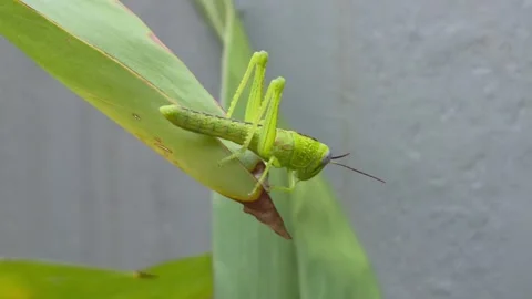 Grasshopper perching on green ginger leaves. Vidéo 302881076