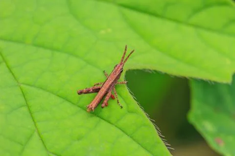 Grasshopper perching on a leaf Foto stock