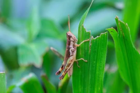Grasshopper perching on a leaf Stock Photos