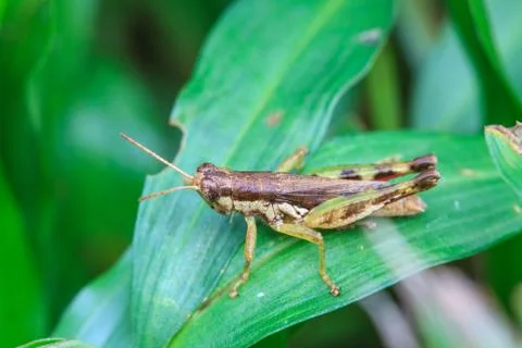 Grasshopper perching on a leaf Fotos Stock