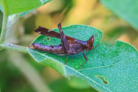 Grasshopper perching on a leaf Stock Photos