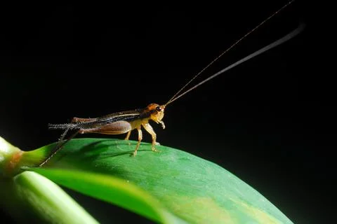 Grasshopper perching on a leaf Stock Photos