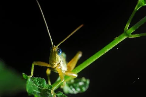 Grasshopper perching on a leaf Stock Photos