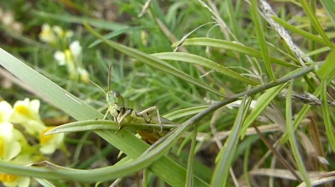Grasshopper performs balancing act Stock Footage 66371889