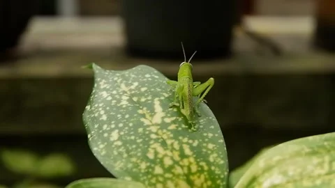 The grasshopper performs a mimicking technique and like dancing on a green leaf  Stock Footage 229287736