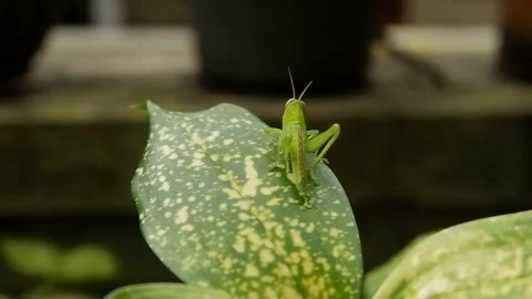 The grasshopper performs a mimicking technique and dancing on a green leaf Aglao Stock Footage 229287743