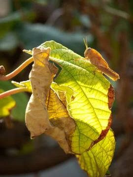 Grasshopper pest Stock Photos