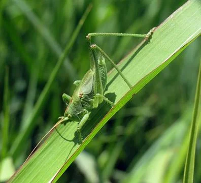 Grasshopper 스톡 사진
