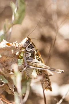 Grasshopper Stock Photos