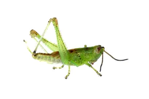 Grasshopper  Foto stock