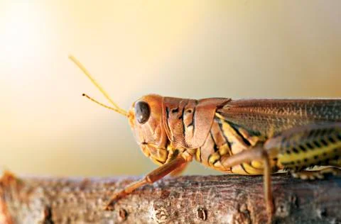 Grasshopper Foto stock
