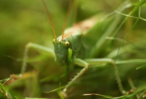 Grasshopper Stock Photos