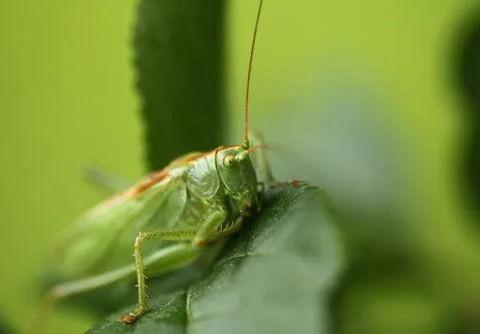Grasshopper Stock Photos