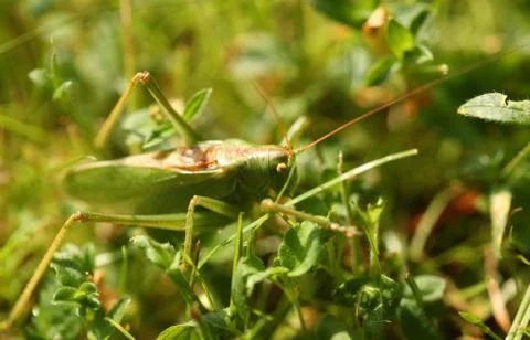 Grasshopper Stock Photos