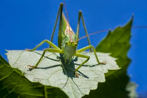 Grasshopper Stock Photos