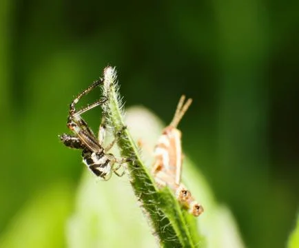 Grasshopper Stock Photos