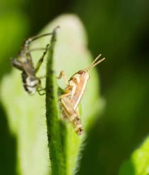 Grasshopper Stock Photos
