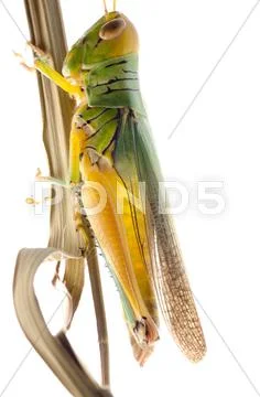 Grasshopper Stock Photos