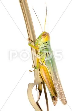 Grasshopper Stock Photos