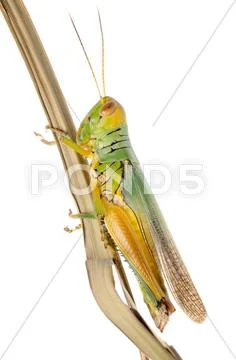 Grasshopper Stock Photos