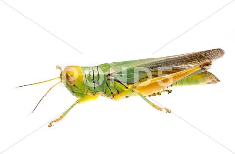 Grasshopper Stock Photos