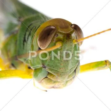 Grasshopper Stock Photos