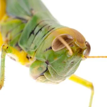 Grasshopper Foto stock