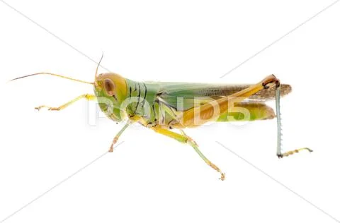 Grasshopper Stock Photos