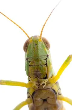 Grasshopper Foto stock