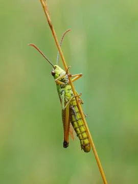 Grasshopper Stock Photos