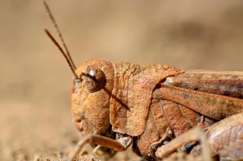 Grasshopper Stock Photos