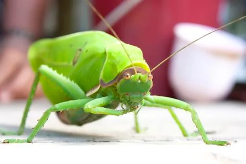Grasshopper Stock Photos