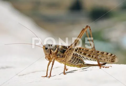 Grasshopper Stock Photos