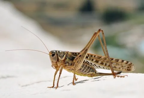 Grasshopper Stock Photos